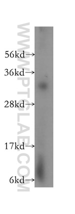 LACTB2 Antibody in Western Blot (WB)