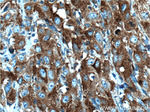 PRPSAP1 Antibody in Immunohistochemistry (Paraffin) (IHC (P))