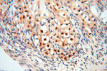 USP13 Antibody in Immunohistochemistry (Paraffin) (IHC (P))