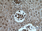 USP13 Antibody in Immunohistochemistry (Paraffin) (IHC (P))