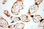 USP13 Antibody in Immunohistochemistry (Paraffin) (IHC (P))