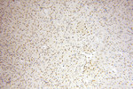 USP13 Antibody in Immunohistochemistry (Paraffin) (IHC (P))