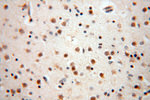 USP13 Antibody in Immunohistochemistry (Paraffin) (IHC (P))