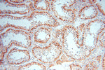 USP13 Antibody in Immunohistochemistry (Paraffin) (IHC (P))