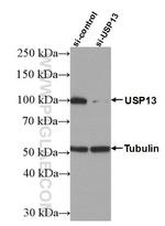 USP13 Antibody in Western Blot (WB)