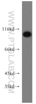 USP13 Antibody in Western Blot (WB)