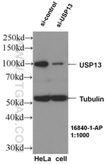 USP13 Antibody in Western Blot (WB)