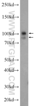 USP13 Antibody in Western Blot (WB)