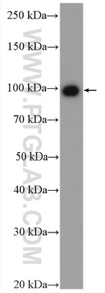 USP13 Antibody in Western Blot (WB)