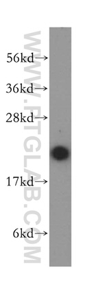 HEBP1 Antibody in Western Blot (WB)