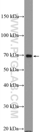 PROS1 Antibody in Western Blot (WB)