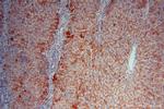 PROS1 Antibody in Immunohistochemistry (Paraffin) (IHC (P))