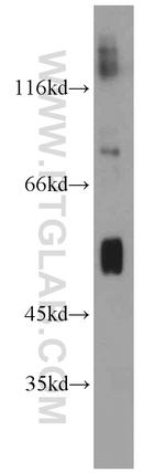 ATG4D Antibody in Western Blot (WB)
