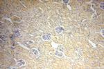 TBX2 Antibody in Immunohistochemistry (Paraffin) (IHC (P))