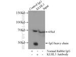 KLHL3 Antibody in Immunoprecipitation (IP)