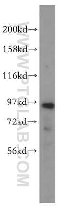 NVL Antibody in Western Blot (WB)