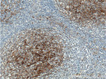 CD14 Antibody in Immunohistochemistry (Paraffin) (IHC (P))