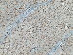 CD14 Antibody in Immunohistochemistry (Paraffin) (IHC (P))