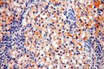 MRPS15 Antibody in Immunohistochemistry (Paraffin) (IHC (P))