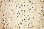 MRPS15 Antibody in Immunohistochemistry (Paraffin) (IHC (P))