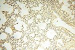 MRPS15 Antibody in Immunohistochemistry (Paraffin) (IHC (P))