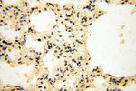 MRPS15 Antibody in Immunohistochemistry (Paraffin) (IHC (P))