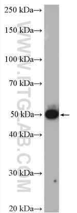 PPM1F Antibody in Western Blot (WB)