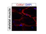 Collagen Type VI Antibody in Immunohistochemistry (PFA fixed) (IHC (PFA))