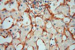 Collagen Type VI Antibody in Immunohistochemistry (Paraffin) (IHC (P))