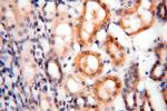 ROGDI Antibody in Immunohistochemistry (Paraffin) (IHC (P))