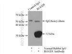 ROGDI Antibody in Immunoprecipitation (IP)