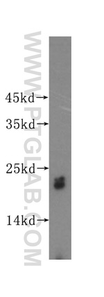 UBE2F Antibody in Western Blot (WB)