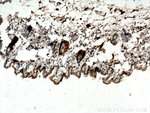 CST6 Antibody in Immunohistochemistry (Paraffin) (IHC (P))