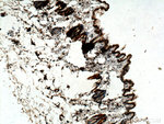 CST6 Antibody in Immunohistochemistry (Paraffin) (IHC (P))