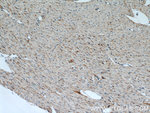 CST6 Antibody in Immunohistochemistry (Paraffin) (IHC (P))