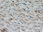 CST6 Antibody in Immunohistochemistry (Paraffin) (IHC (P))