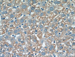 CST6 Antibody in Immunohistochemistry (Paraffin) (IHC (P))