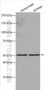 TMEM5 Antibody in Western Blot (WB)