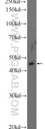 TMEM5 Antibody in Western Blot (WB)