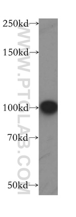 LARS2 Antibody in Western Blot (WB)