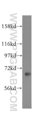 ATP6V1A Antibody in Western Blot (WB)