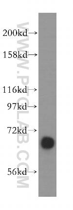 ATP6V1A Antibody in Western Blot (WB)