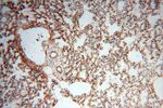 PYCR2 Antibody in Immunohistochemistry (Paraffin) (IHC (P))