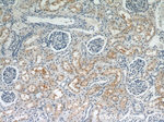 PYCR2 Antibody in Immunohistochemistry (Paraffin) (IHC (P))