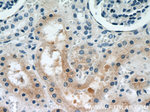 PYCR2 Antibody in Immunohistochemistry (Paraffin) (IHC (P))