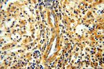 YARS2 Antibody in Immunohistochemistry (Paraffin) (IHC (P))