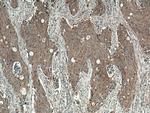 LRRC8A/SWELL1 Antibody in Immunohistochemistry (Paraffin) (IHC (P))