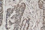 Histone-H3 Antibody in Immunohistochemistry (Paraffin) (IHC (P))