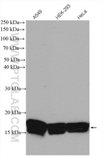 Histone-H3 Antibody in Western Blot (WB)