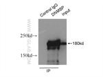 DNMBP Antibody in Immunoprecipitation (IP)